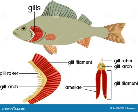 Fish Gills .